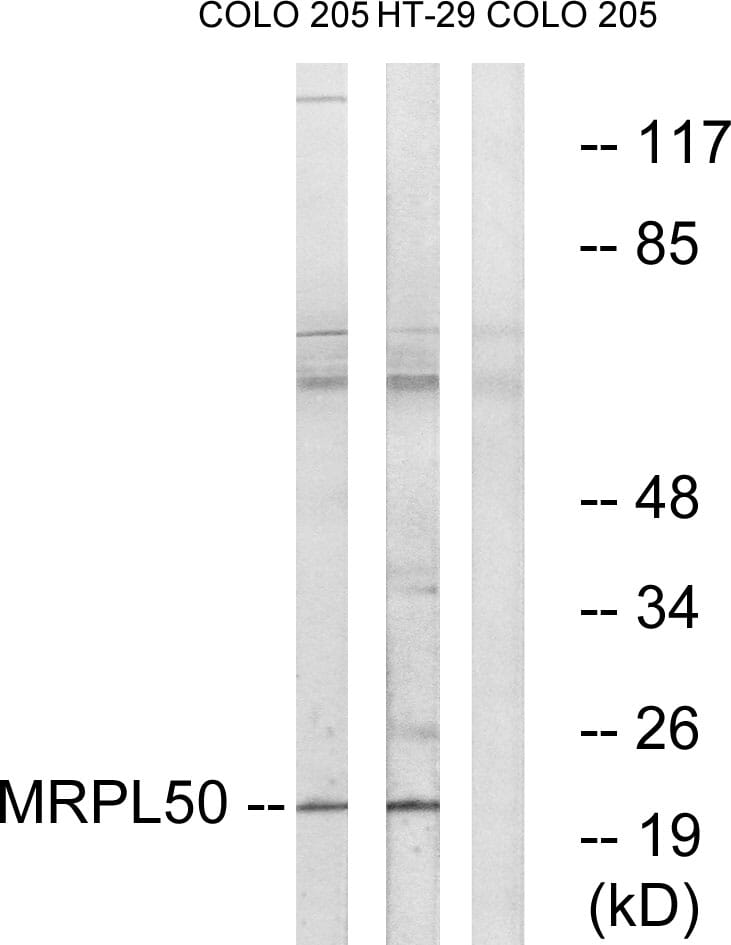 Western blot analysis of lysates from COLO and HT-29 cells using Anti-MRPL50 Antibody. The right hand lane represents a negative control, where the antibody is blocked by the immunising peptide.