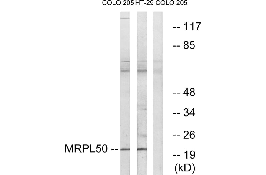 Western Blot - Anti-MRPL50 Antibody (C16675) - Antibodies.com