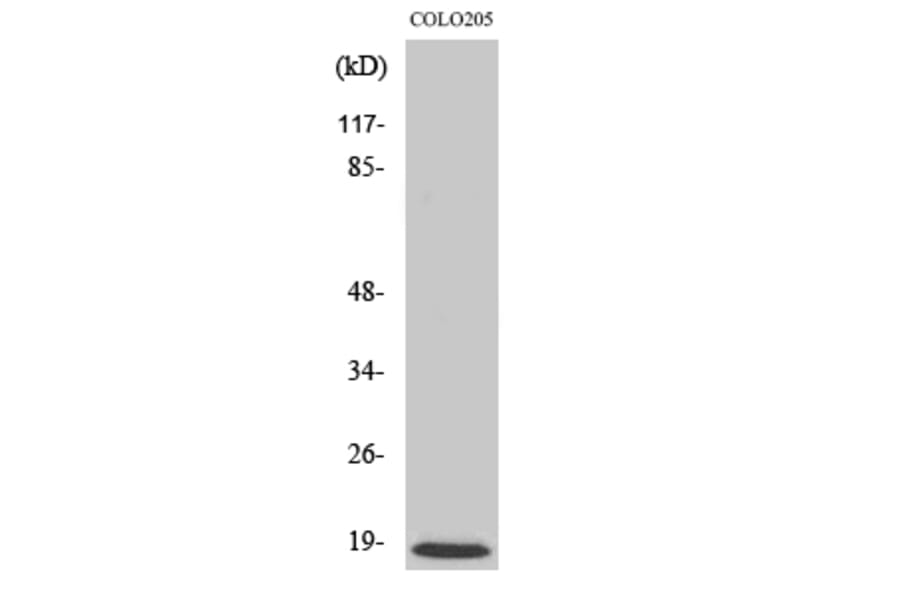 Western Blot - Anti-MRPL50 Antibody (C16675) - Antibodies.com