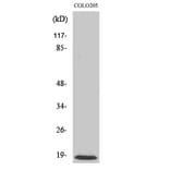 Western Blot - Anti-MRPL50 Antibody (C16675) - Antibodies.com