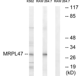 Western Blot - Anti-MRPL47 Antibody (C14083) - Antibodies.com