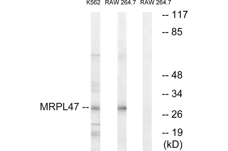 Western Blot - Anti-MRPL47 Antibody (C14083) - Antibodies.com