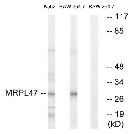 Western Blot - Anti-MRPL47 Antibody (C14083) - Antibodies.com