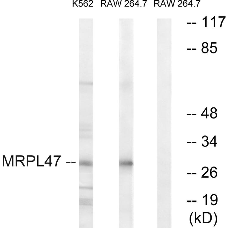 Western Blot - Anti-MRPL47 Antibody (C14083) - Antibodies.com