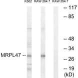 Western Blot - Anti-MRPL47 Antibody (C14083) - Antibodies.com