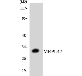 Western Blot - Anti-MRPL47 Antibody (R12-3044) - Antibodies.com