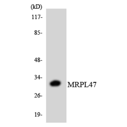 Western Blot - Anti-MRPL47 Antibody (R12-3044) - Antibodies.com