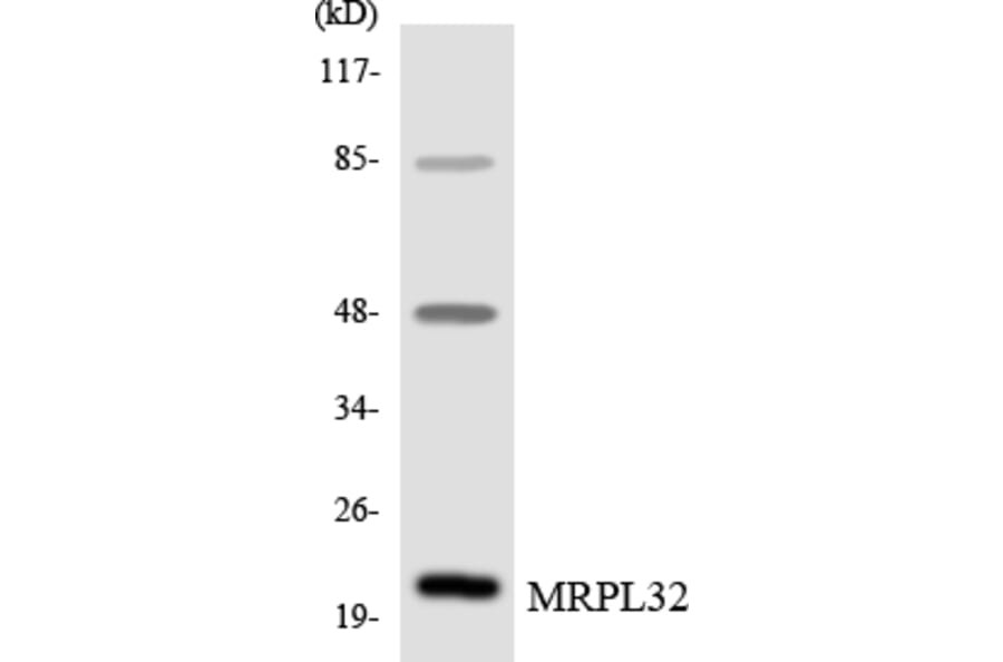 Western Blot - Anti-MRPL32 Antibody (R12-3040) - Antibodies.com