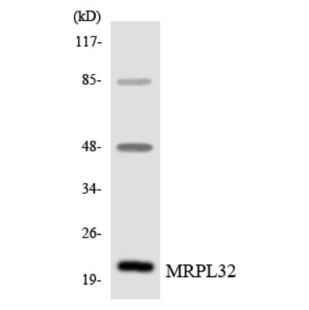 Western Blot - Anti-MRPL32 Antibody (R12-3040) - Antibodies.com