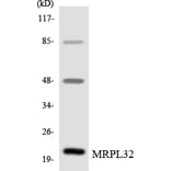 Western Blot - Anti-MRPL32 Antibody (R12-3040) - Antibodies.com