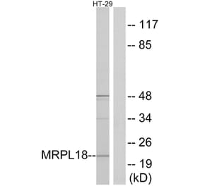 Western Blot - Anti-MRPL18 Antibody (C14062) - Antibodies.com