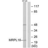 Western Blot - Anti-MRPL18 Antibody (C14062) - Antibodies.com