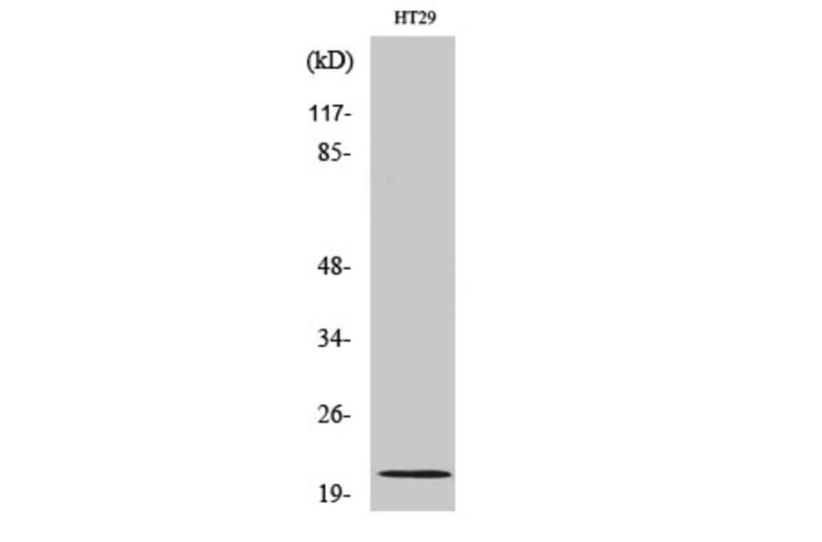 Western Blot - Anti-MRPL18 Antibody (C14062) - Antibodies.com