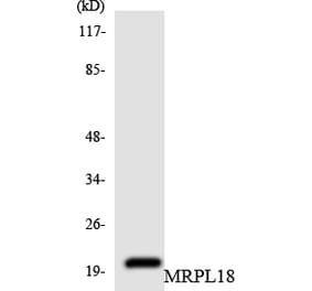 Western Blot - Anti-MRPL18 Antibody (R12-3037) - Antibodies.com