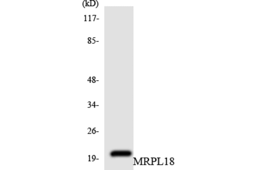 Western Blot - Anti-MRPL18 Antibody (R12-3037) - Antibodies.com