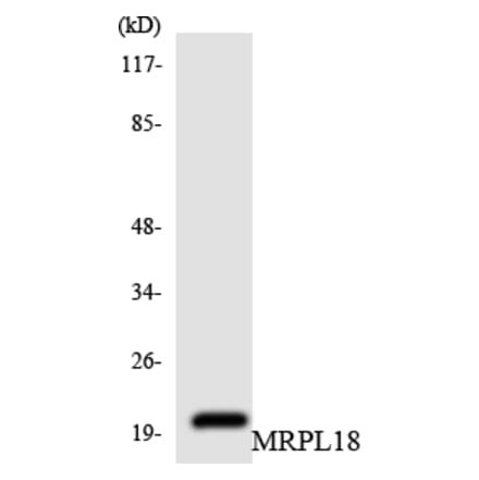 Western Blot - Anti-MRPL18 Antibody (R12-3037) - Antibodies.com