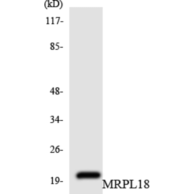 Western Blot - Anti-MRPL18 Antibody (R12-3037) - Antibodies.com
