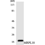 Western Blot - Anti-MRPL18 Antibody (R12-3037) - Antibodies.com