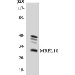 Western Blot - Anti-MRPL10 Antibody (R12-3034) - Antibodies.com