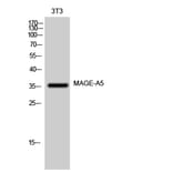 Western Blot - Anti-MAGEA5 Antibody (G875) - Antibodies.com