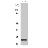 Western Blot - Anti-MAD2L1 Antibody (C21657) - Antibodies.com