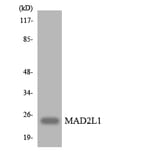Western Blot - Anti-MAD2L1 Antibody (R12-2983) - Antibodies.com