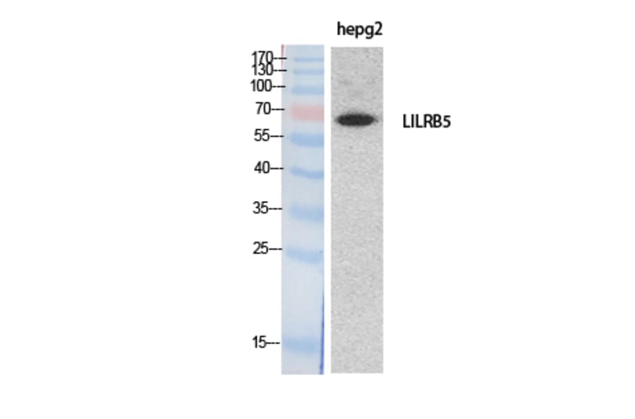 Western Blot - Anti-LILRB5 Antibody (C30388) - Antibodies.com