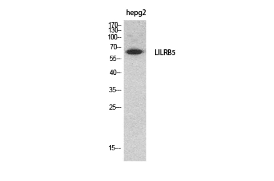Western Blot - Anti-LILRB5 Antibody (C30388) - Antibodies.com
