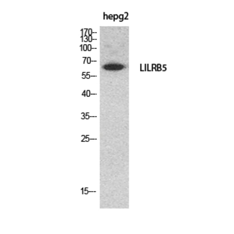 Western Blot - Anti-LILRB5 Antibody (C30388) - Antibodies.com