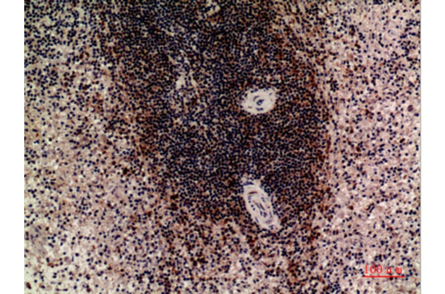 Immunohistochemistry - Anti-LILRB5 Antibody (C30388) - Antibodies.com