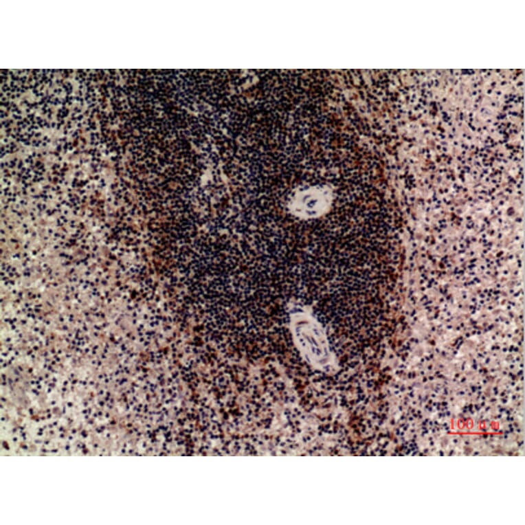 Immunohistochemistry - Anti-LILRB5 Antibody (C30388) - Antibodies.com