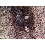 Immunohistochemistry - Anti-LILRB5 Antibody (C30388) - Antibodies.com