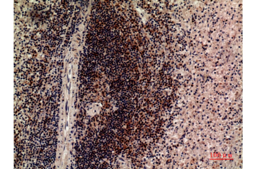 Immunohistochemistry - Anti-LILRB5 Antibody (C30388) - Antibodies.com