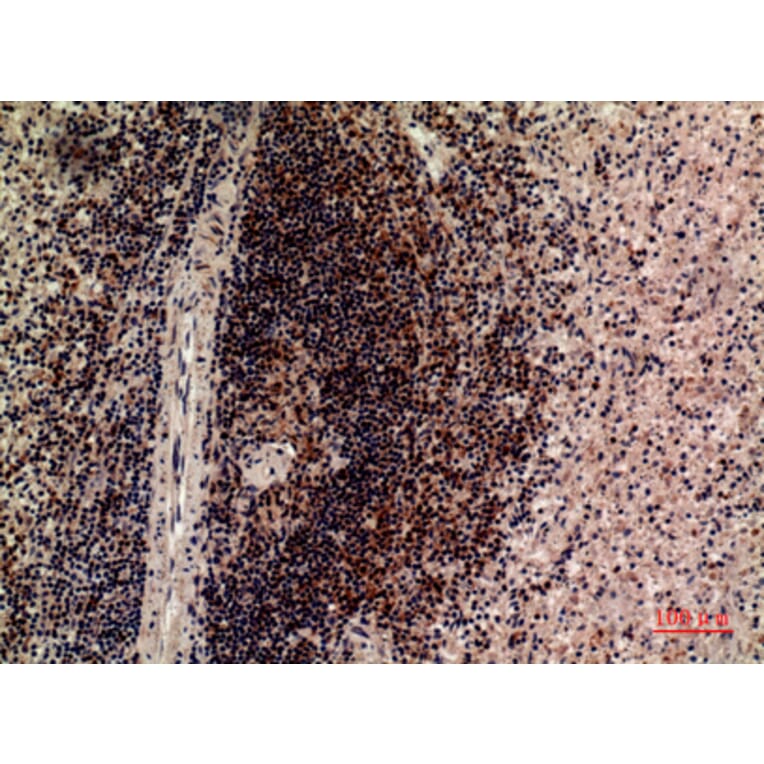 Immunohistochemistry - Anti-LILRB5 Antibody (C30388) - Antibodies.com