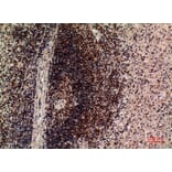 Immunohistochemistry - Anti-LILRB5 Antibody (C30388) - Antibodies.com