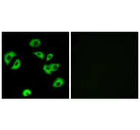 Immunofluorescence - Anti-LILRB4 Antibody (C16465) - Antibodies.com