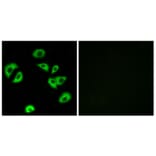 Immunofluorescence - Anti-LILRB4 Antibody (C16465) - Antibodies.com