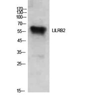 Western blot analysis of extracts from Hela cells using Anti-LILRB2 Antibody.