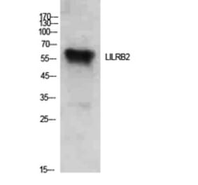 Western Blot - Anti-LILRB2 Antibody (C30389) - Antibodies.com