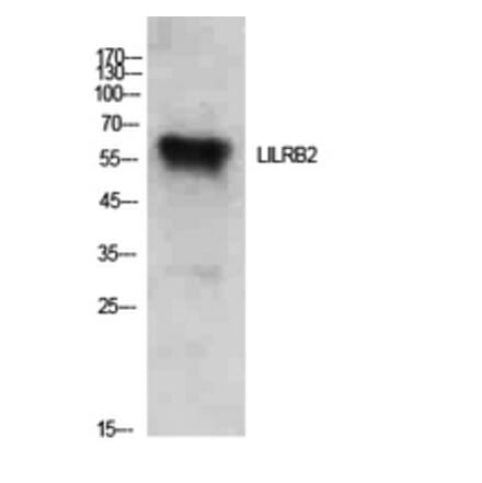 Western Blot - Anti-LILRB2 Antibody (C30389) - Antibodies.com