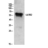 Western Blot - Anti-LILRB2 Antibody (C30389) - Antibodies.com