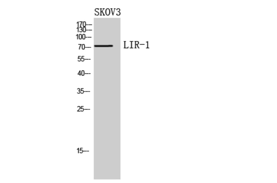Western Blot - Anti-LILRB1 Antibody (C30395) - Antibodies.com