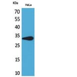 Western Blot - Anti-LILRA5 Antibody (C30391) - Antibodies.com