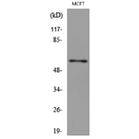 Western Blot - Anti-LILRA4 Antibody (C30392) - Antibodies.com