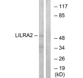 Western Blot - Anti-LILRA2 Antibody (C16462) - Antibodies.com