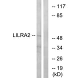 Western Blot - Anti-LILRA2 Antibody (C16462) - Antibodies.com