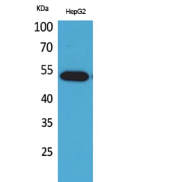 Western Blot - Anti-LILRA2 Antibody (C30393) - Antibodies.com