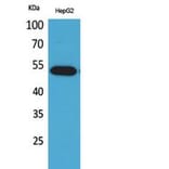 Western Blot - Anti-LILRA2 Antibody (C30393) - Antibodies.com