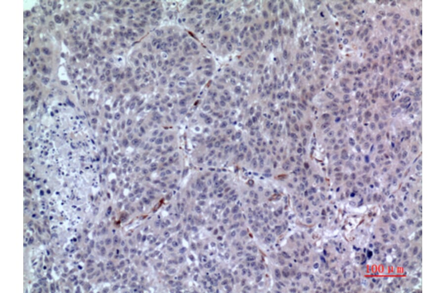 Immunohistochemistry - Anti-LILRA2 Antibody (C30393) - Antibodies.com