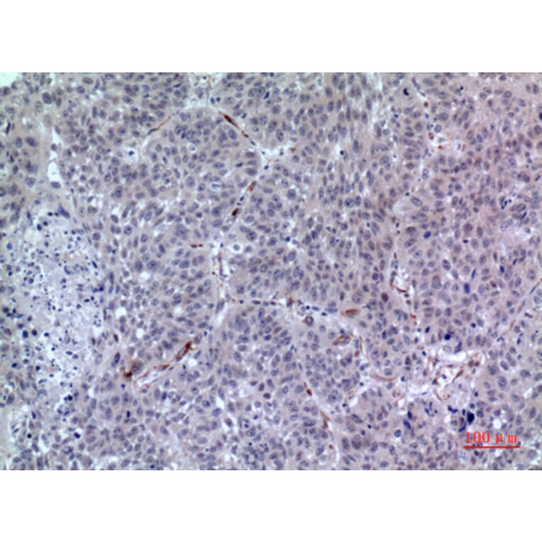 Immunohistochemistry - Anti-LILRA2 Antibody (C30393) - Antibodies.com